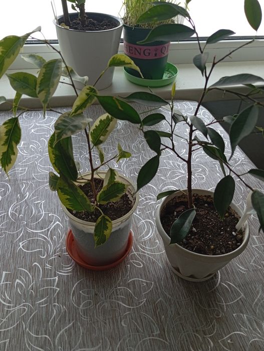 Продам фикусы разных сортов