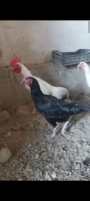 Жужалари сотилади.