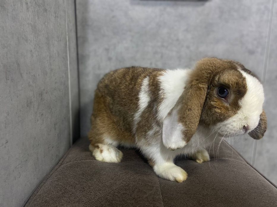 Karlik baran split sames sotiladi quyon erkak