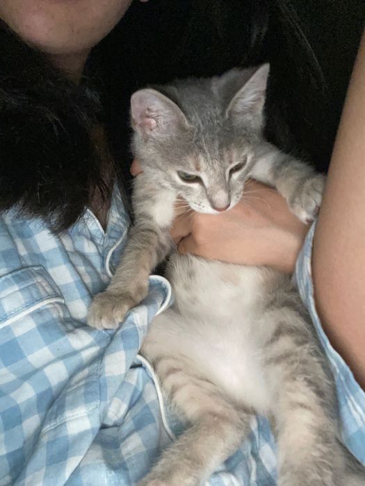 Котенок, 2 месяца, девочка
