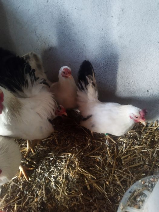 Brahma, chabo, fazan comun, rate alergatoare sau rate indiene