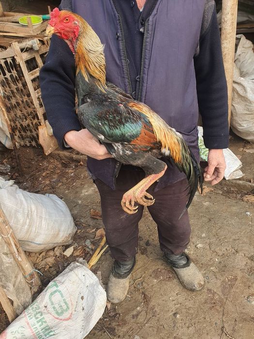 Майский атлас шоже сатылады