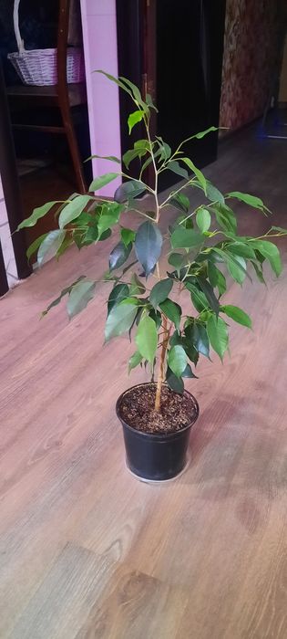 .фикусы юкка шефлера