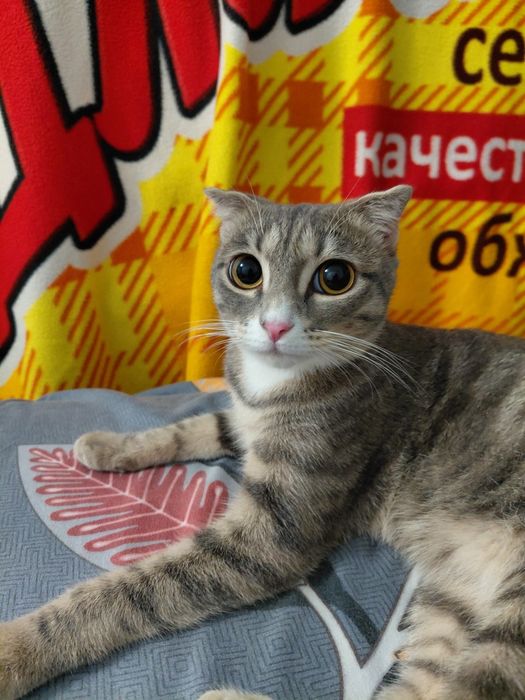 Шатланский мысық