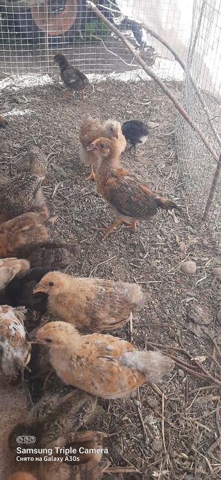 Кучинские цыплята