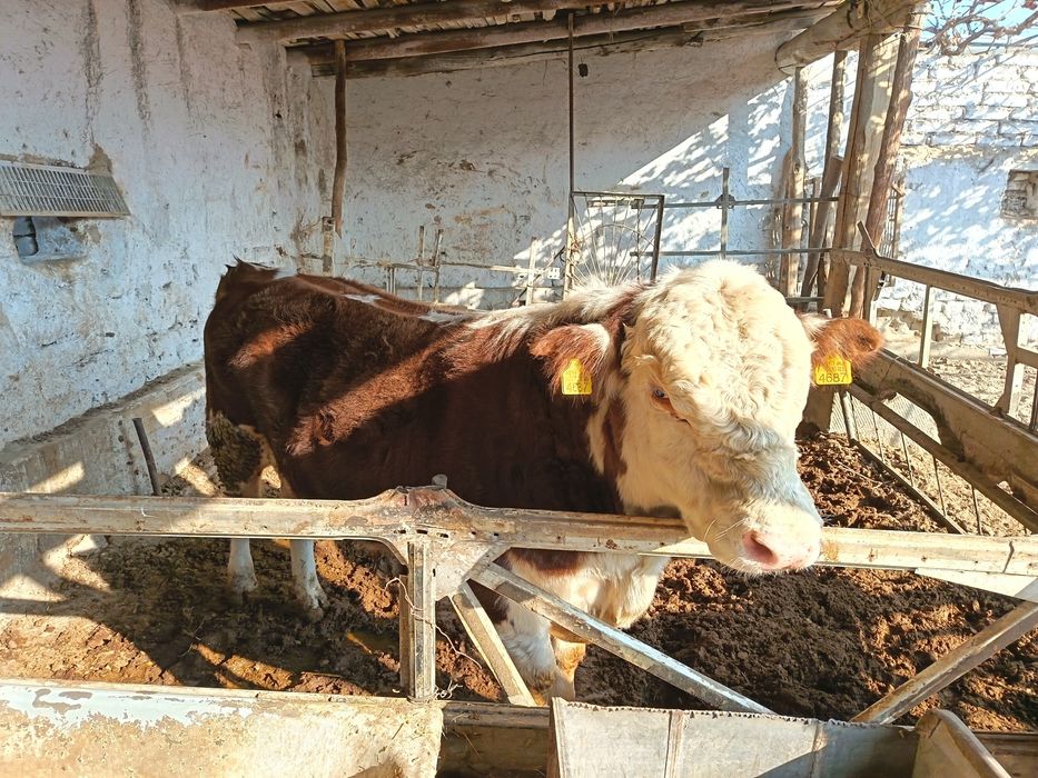 Бука сотилади хали тиш бузмаган