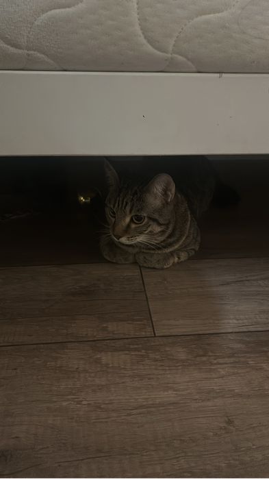 Отдам кота в добрые руки