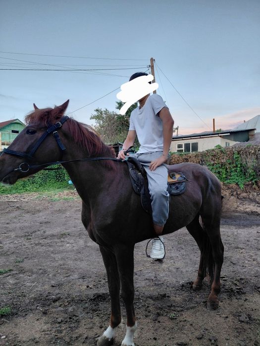 На срочной продаже  жеребец