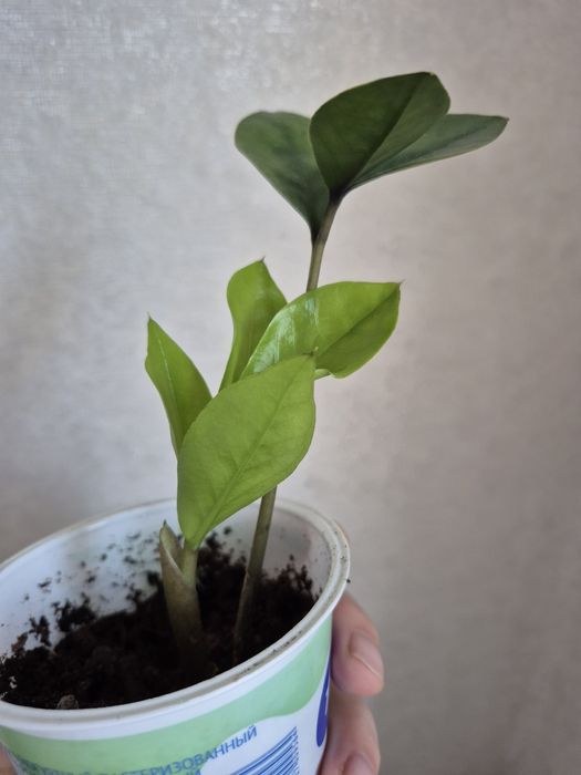 Замиокулькас. Доллоровое дерево