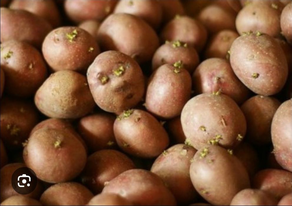 Продам картофель семенной