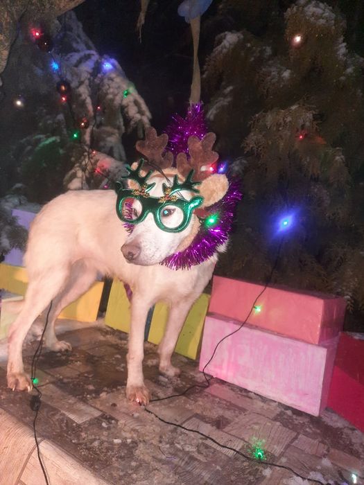 Ждём любящих хозяев для собачек