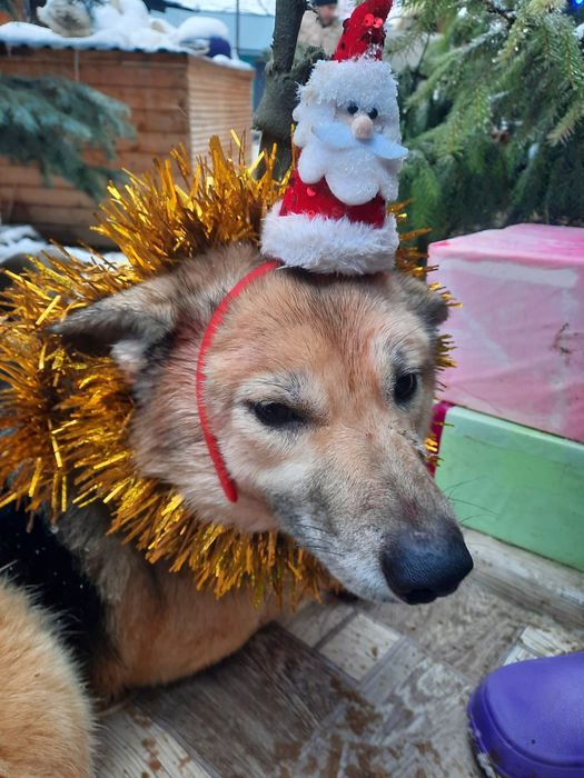 Дворянины разных возрастов и окрасов