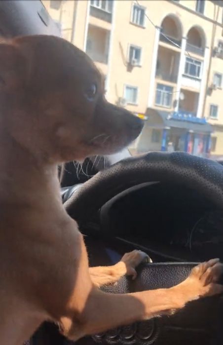 Кобель ищет невесту