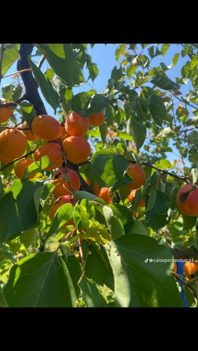 Vînd caise de țuică aromate si dulci