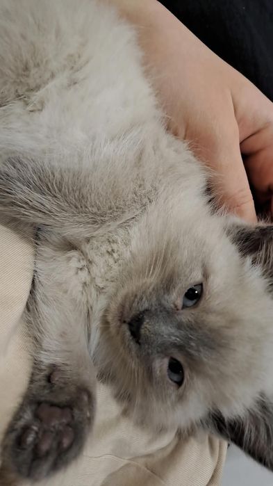 Сиамский кот мальчик