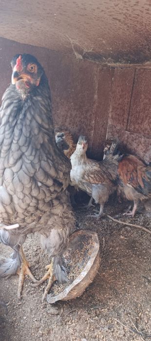 Продается курица с цыплятами