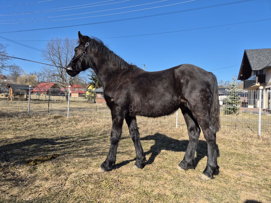 Vând/ schimb Mânz Frizian metis