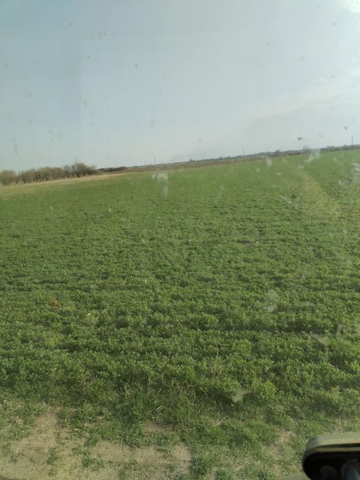 Продавам семе люцерна