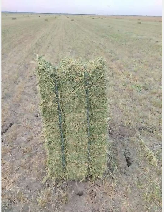 Vand 3000 de baloti de lucerna