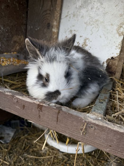 Cap de leu  iepurasi