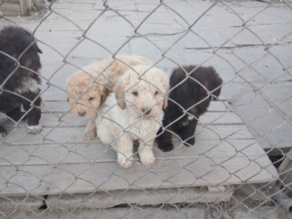 Лагото на 2м мъжки