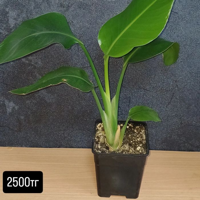 Комнатные растения от 2500