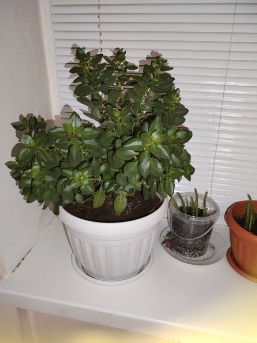 Комнатные растения