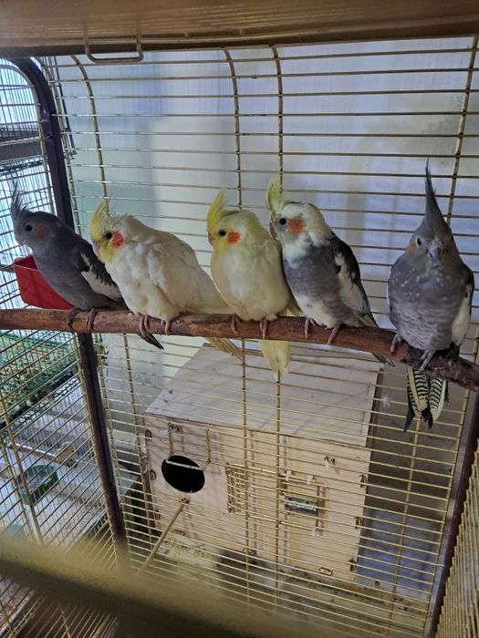 Продам птенцов карелл.жёлтые 20000тен.серые15000тен