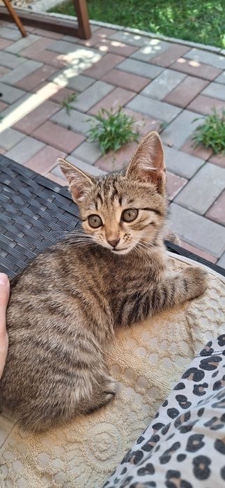 Котёнок ищет дом
