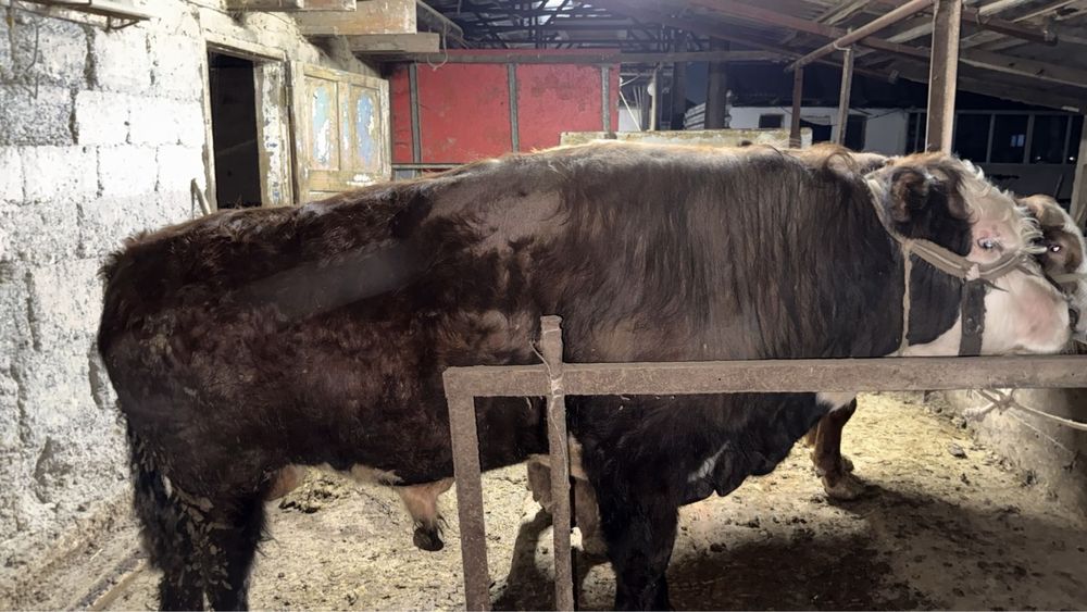 Продам бычков круг 950