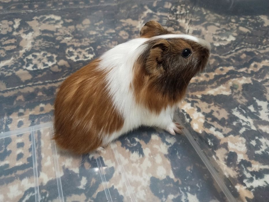 Dengiz cho,'chgalari sotiladi