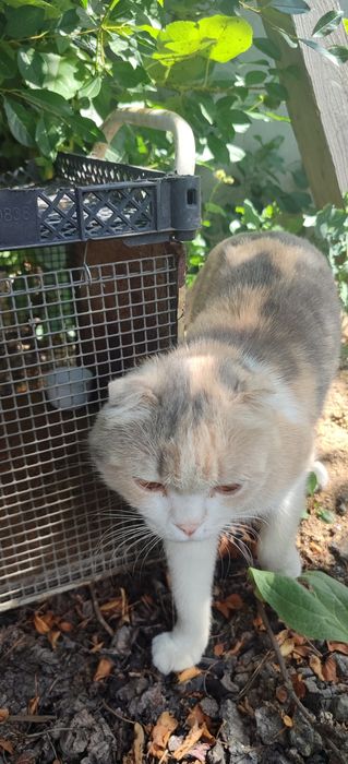 Шотландская скоттиш страйт