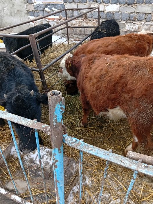 Продам бычок телка