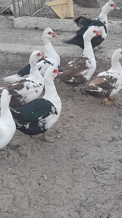 Индоуточки продаются