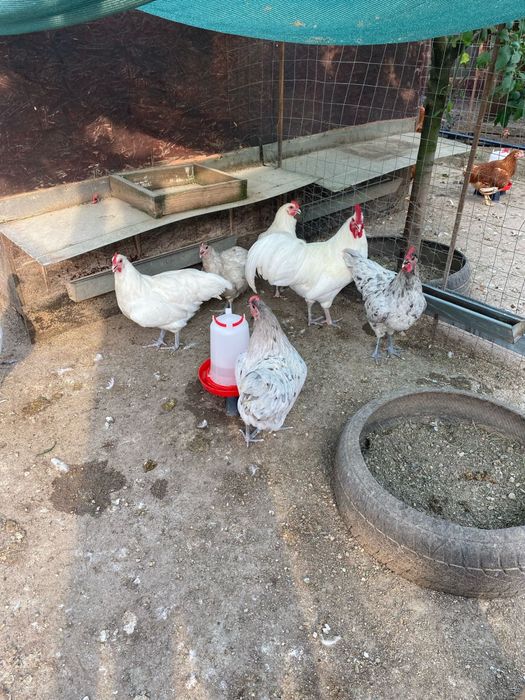 Australorp alb negru albastru splash tineret gaini tinere cocosi