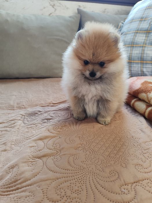 Померан мини мъжко и женско