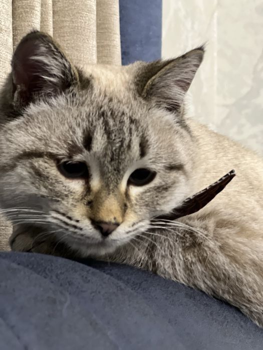 Britan & siyamskiy chachishgan