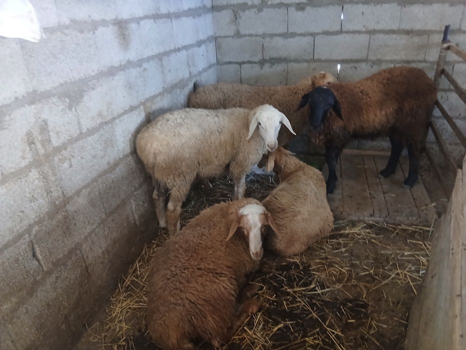 Продам баран 7 месечные