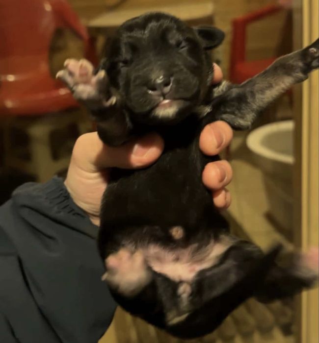 отдам щенят в добрые руки