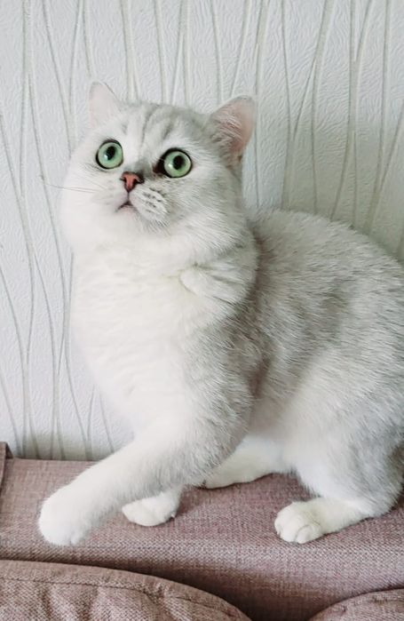 Котята Британской Серебристой Шиншиллы