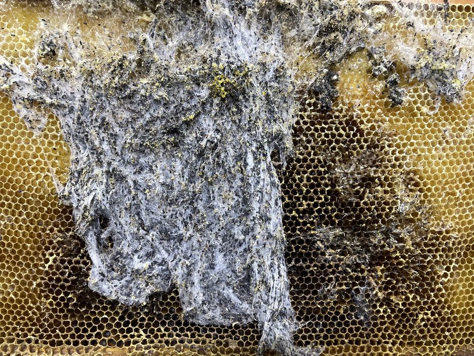 Настойка восковой моли (огневка) 250 мл