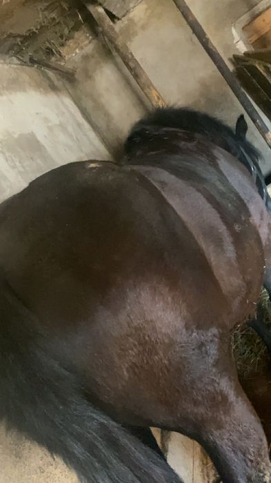 Mânz de 1 an de vanzare