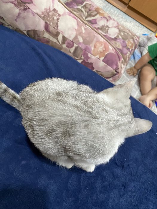 Найден котёнок! Ищем хозяев