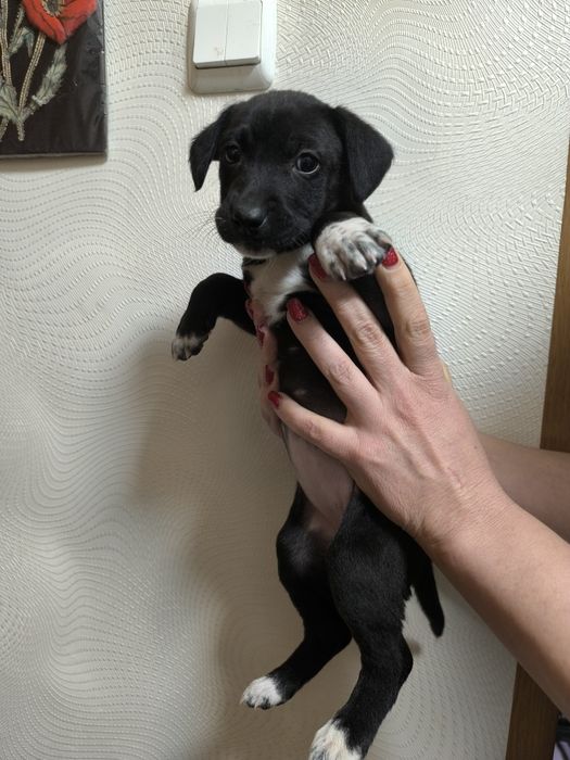 Отдам щенков бесплатно