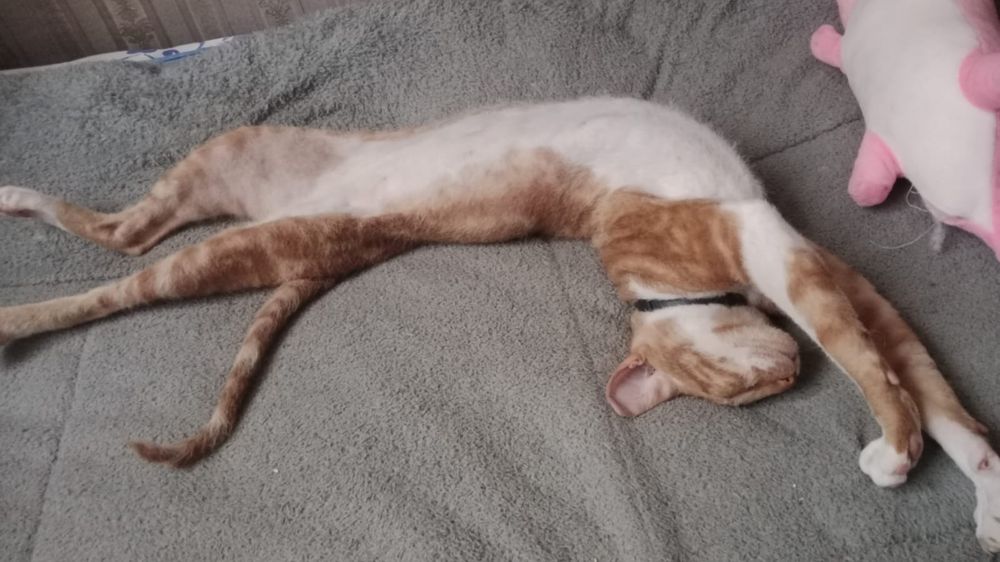 Вязка кот сфинкс Донской