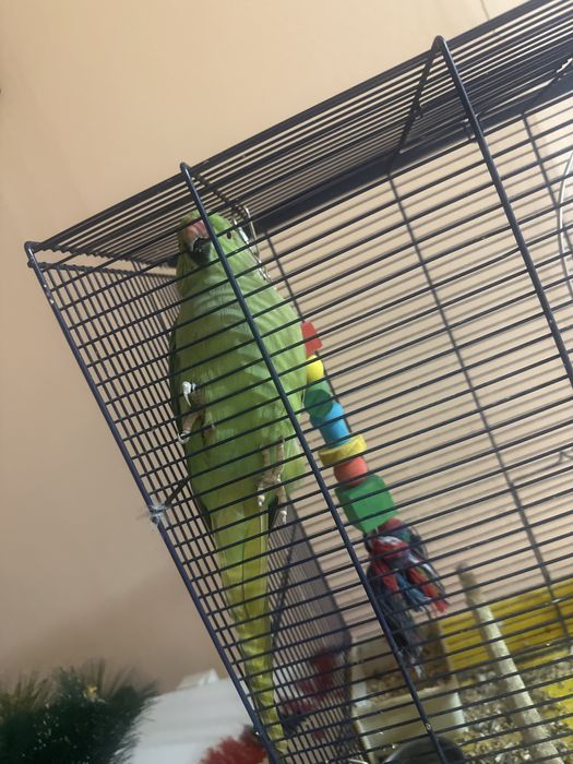 Vand micul alexandru!