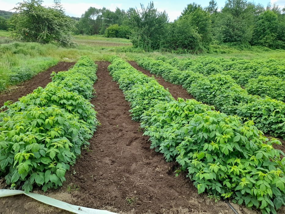 страхотен расад малини