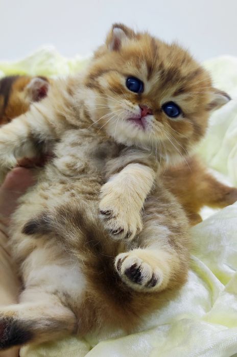 Британские шиншиллы КотЯта..