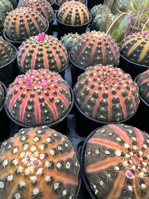 Кактусы суккуленты распродажа