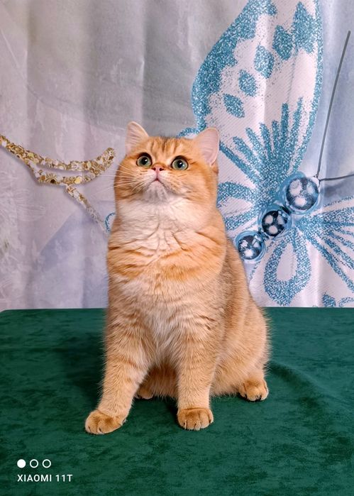 Британская Золотая Шиншилка